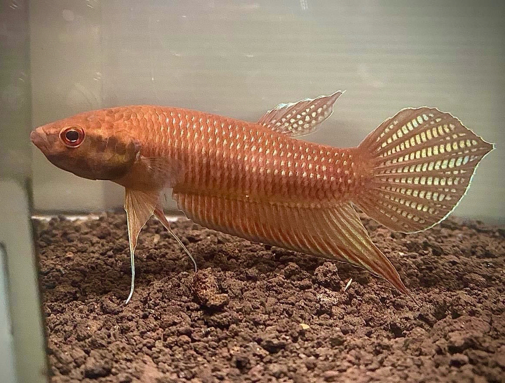 Betta nuluhon