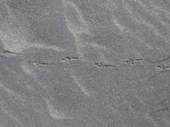 Anthus novaeseelandiae