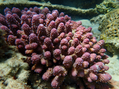 Acropora humilis observed 2026-09-21