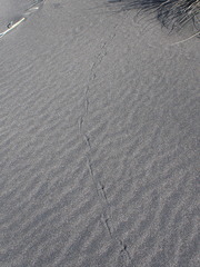 Anthus novaeseelandiae