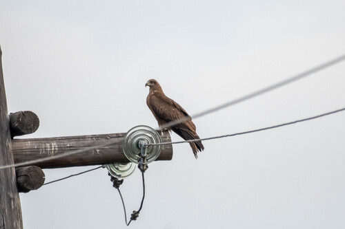 Black Kite