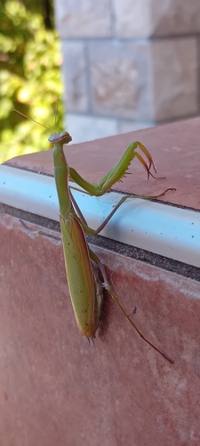European Mantis