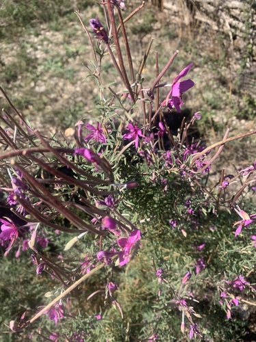 Rosemary-leaved Willowherb