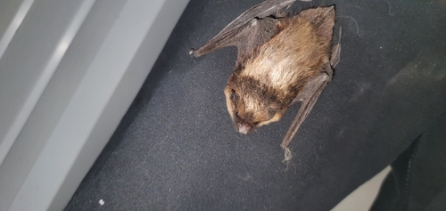 Northern Serotine