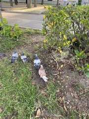 Columba livia domestica