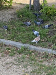 Columba livia domestica