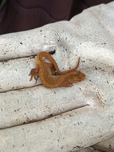 Smooth Newt