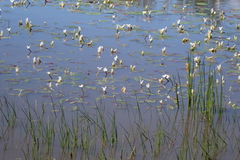 Aponogeton distachyos, photograph (c) Karen Eichholz, some rights reserved (CC BY)