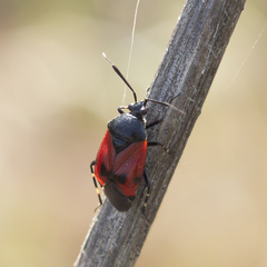 Deraeocoris rutilus