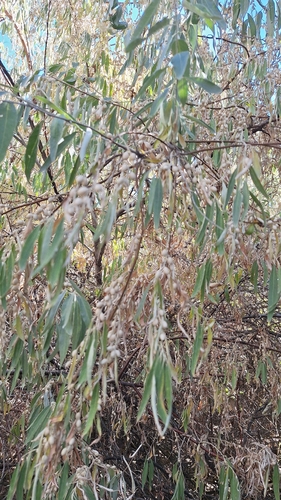 Russian olive