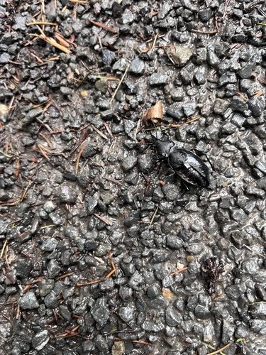 Leather Beetle