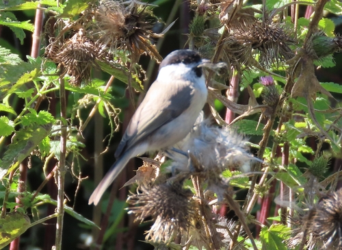 Marsh Tit