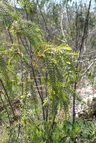 Passerina falcifolia