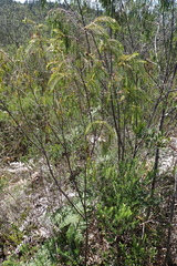 Passerina falcifolia, photograph (c) Karen Eichholz, some rights reserved (CC BY)