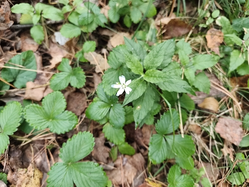 Stellaria bungeana, photograph 2