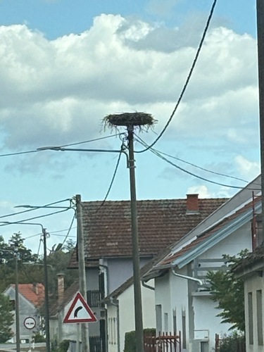 White Stork