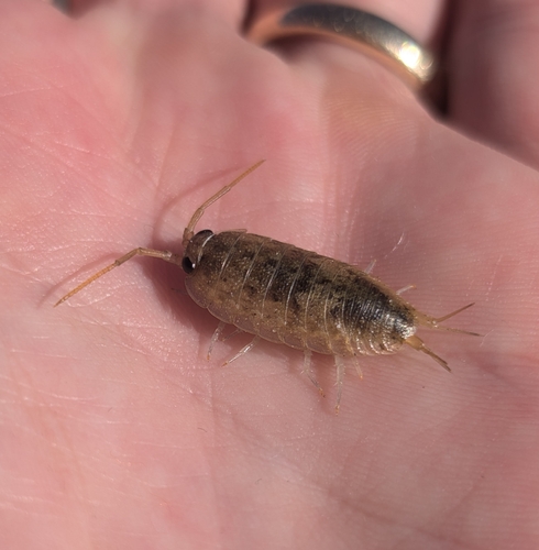 Common Sea Slater