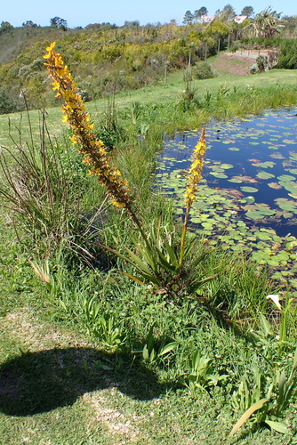 Wachendorfia thyrsiflora, photograph 4