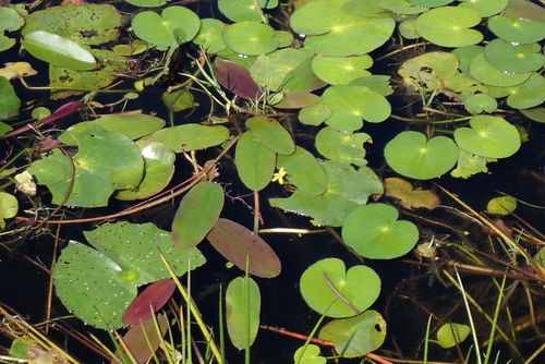 Nymphoides thunbergiana