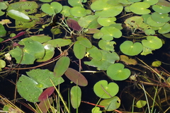 Nymphoides thunbergiana