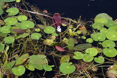 Aponogeton distachyos