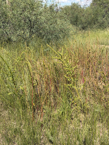 Amaranthus palmeri, photograph 6