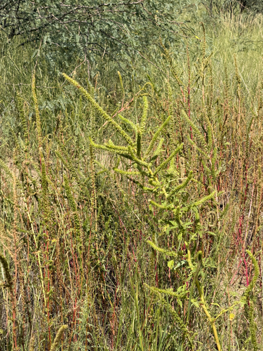 Amaranthus palmeri, photograph 5