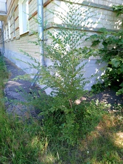 author not stated, no rights reserved Ulmus pumila, photograph author not stated, no rights reserved