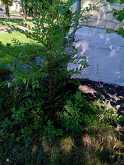 Ulmus pumila, photograph author not stated, no rights reserved