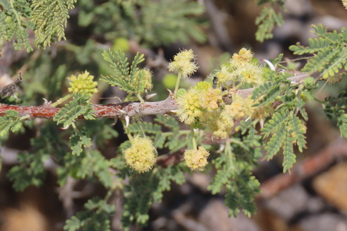Vachellia hebeclada, photograph 2