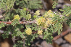 Vachellia hebeclada, photograph author not stated, no rights reserved