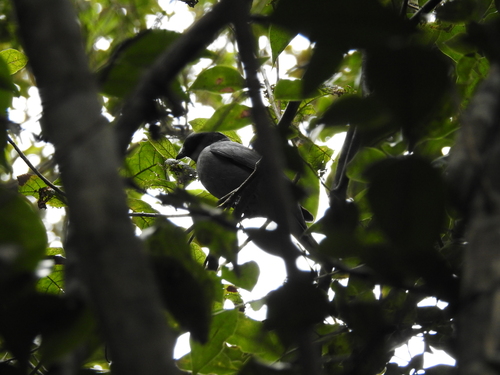iNaturalist image