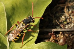 Nomada fulvicornis