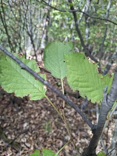 wild cherry