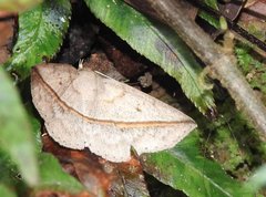 Ugia insuspecta
