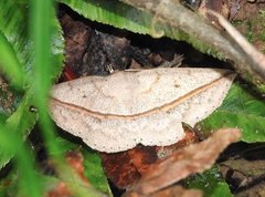 Ugia insuspecta