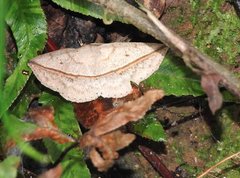 Ugia insuspecta