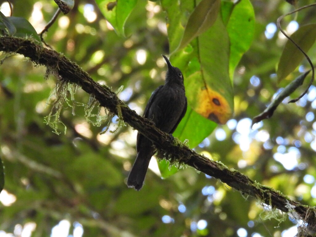 Cikarak sulawesi (Myza celebensis)