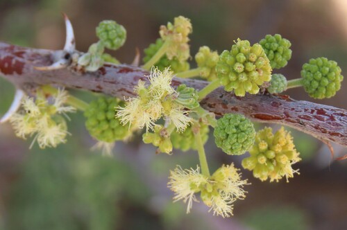 Vachellia hebeclada