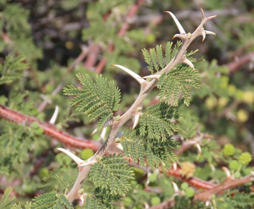 Vachellia hebeclada, photograph 1