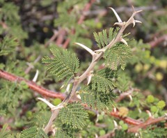 Vachellia hebeclada, photograph author not stated, no rights reserved