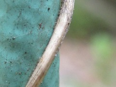 Vigna angularis nipponensis