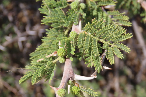 Vachellia hebeclada, photograph 4