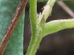 Vigna angularis nipponensis