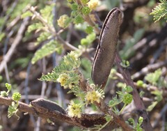 Vachellia hebeclada, photograph author not stated, no rights reserved