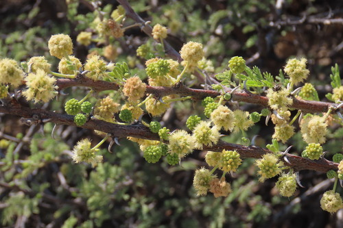 Vachellia hebeclada, photograph 6