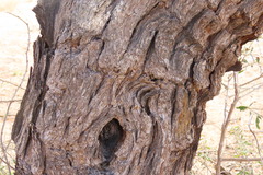 Vachellia erioloba, photograph author not stated, no rights reserved