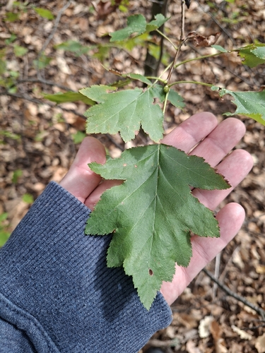 Wild Service-tree