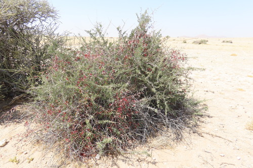 Tapinanthus oleifolius, photograph 1
