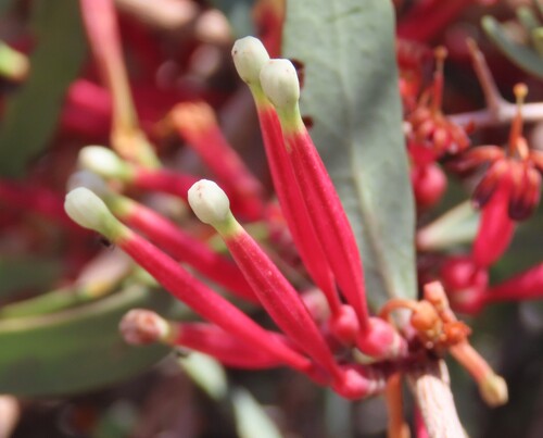 Tapinanthus oleifolius